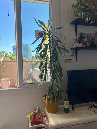 Planta de interior 4 años