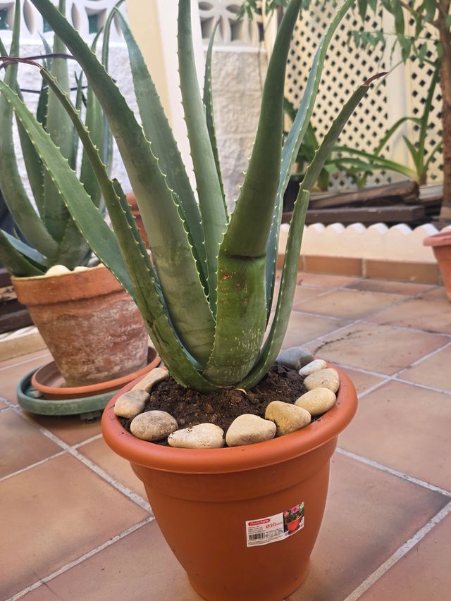 Aloe Vera en Maceta