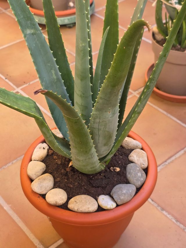Aloe Vera en Maceta