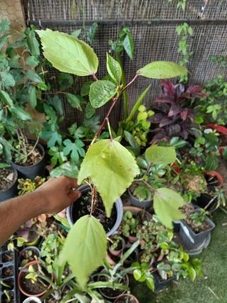 Planta hibisco sabdariffa