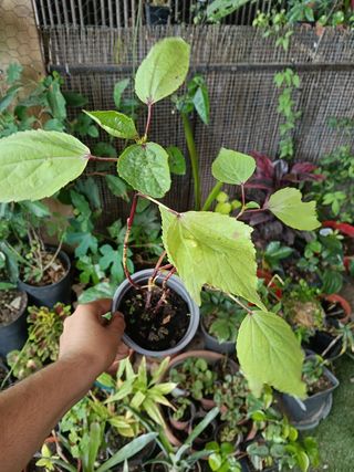 Planta hibisco sabdariffa