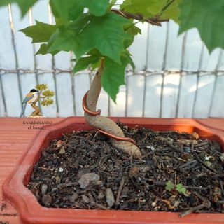 Bonsai Arce 4 años