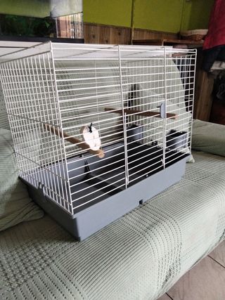 Jaula para loros y pájaros
