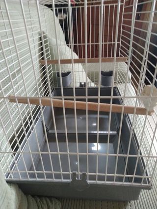 Jaula para loros y pájaros