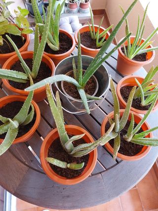 Plantas Aloe Vera
