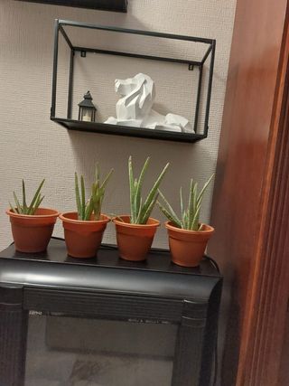 Plantas Aloe Vera