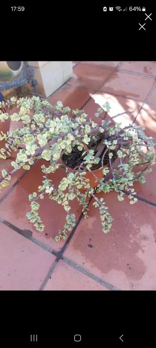 Planta Suculenta Variada