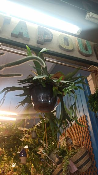 Planta helecho cuerno de alce