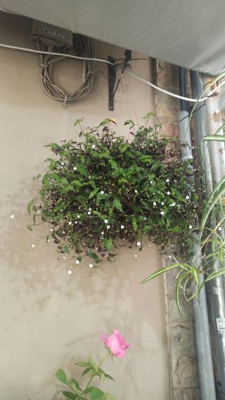 Planta colgante velo de novia