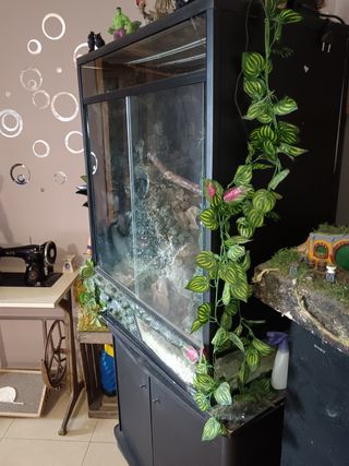 Paludario con decoración y fuente de agua