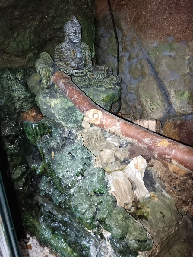 Paludario con decoración y fuente de agua