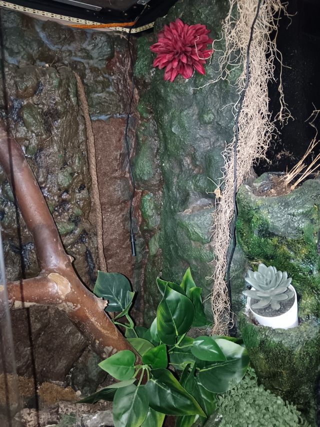 Paludario con decoración y fuente de agua