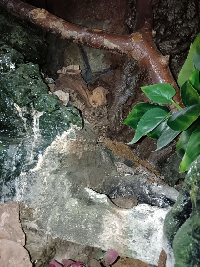 Paludario con decoración y fuente de agua