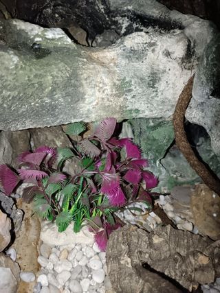 Paludario con decoración y fuente de agua