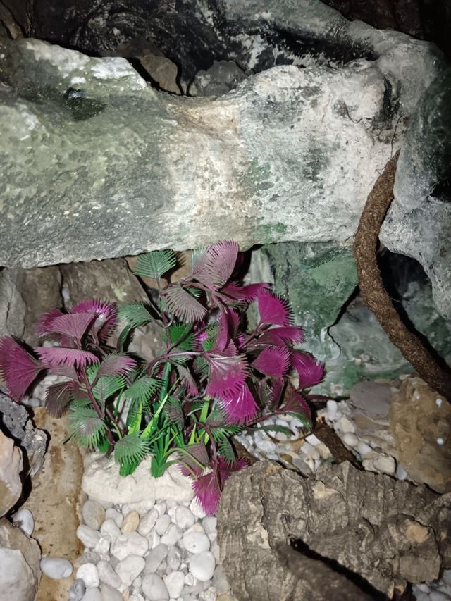 Paludario con decoración y fuente de agua