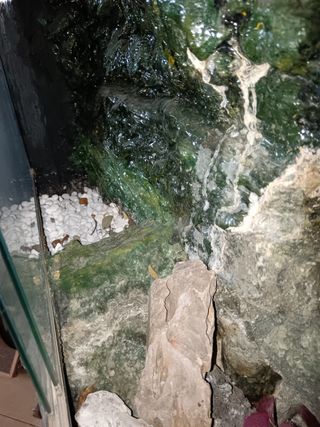 Paludario con decoración y fuente de agua