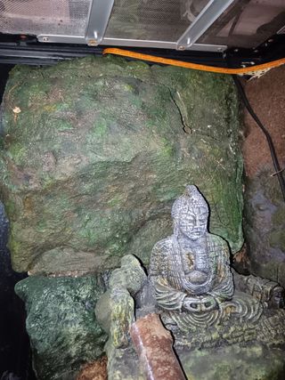 Paludario con decoración y fuente de agua