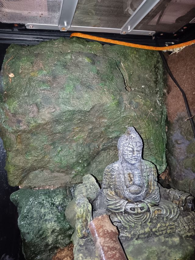 Paludario con decoración y fuente de agua