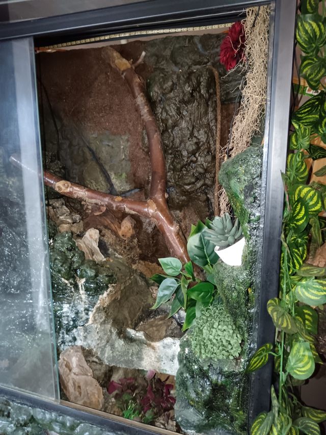 Paludario con decoración y fuente de agua