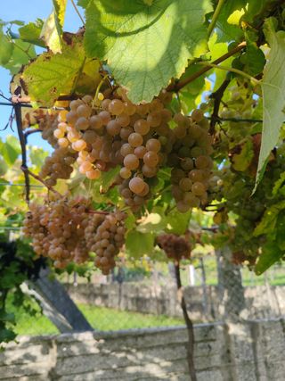 Uvas Albariñas