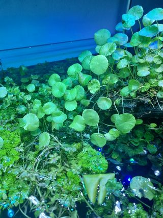 Podas plantas Acuario: Hydrocotyle, Anubias, ambul