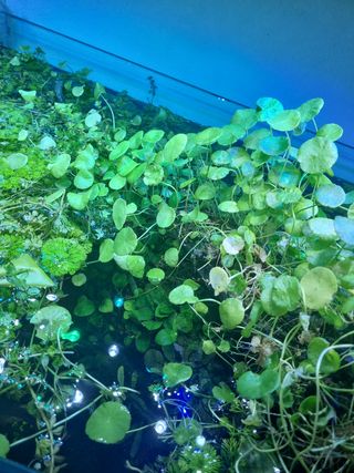 Podas plantas Acuario: Hydrocotyle, Anubias, ambul