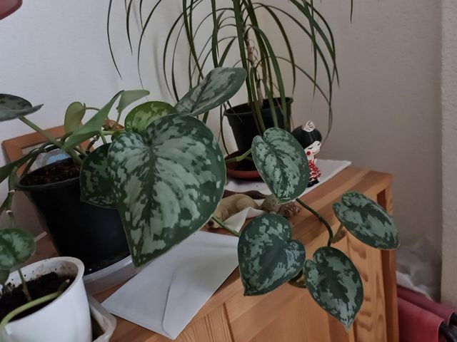 Esqueje Scindapsus Pictus Trebie Hoja Grande