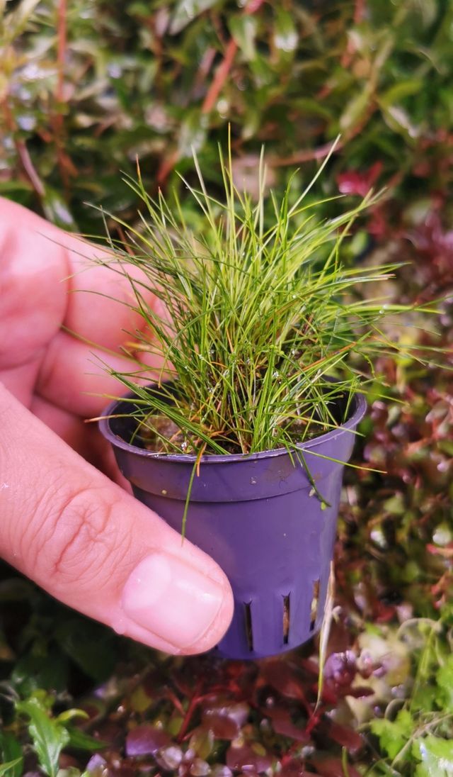 Eleocharis parvula - Planta acuática