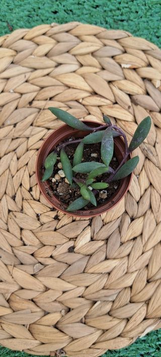 Othona capensis