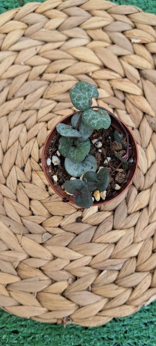 Ceropegia woody