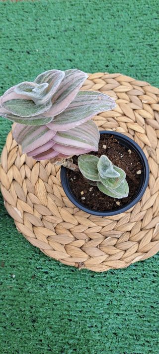 Tradescantia Sillamontana Variegada