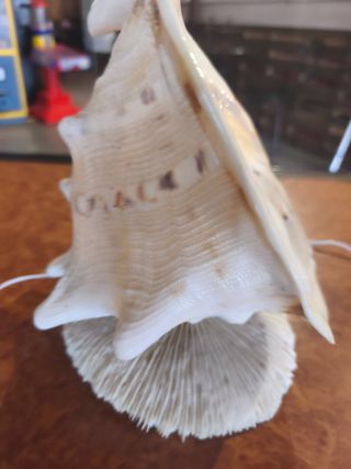 Lámpara Decorativa de Concha Marina