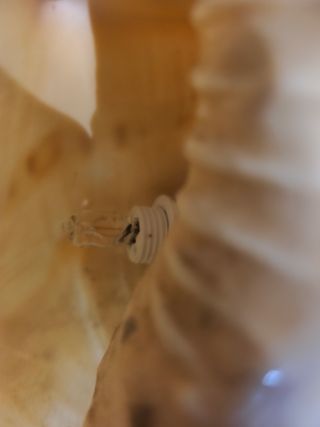 Lámpara Decorativa de Concha Marina