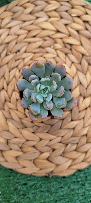 Suculenta Echeveria