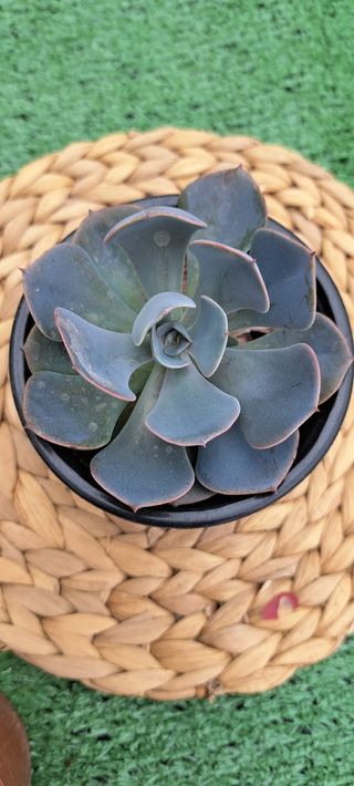 Echeveria Dusty Rose Suculenta