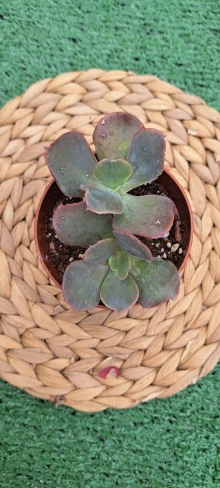 Echeveria Gibbiflora Suculenta