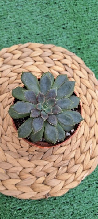 Echeveria Mina Rubra Suculenta