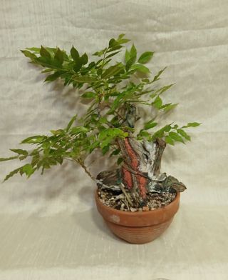 Bonsai Tanuki Wisteria 30 cm OFERTA ESTE MES SOLO