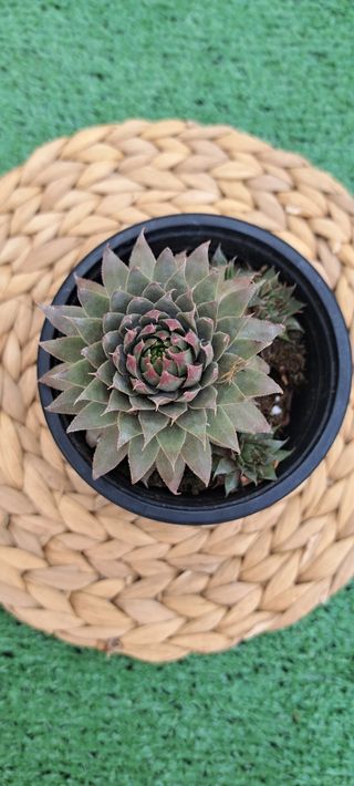 Sempervivum Red Beauty