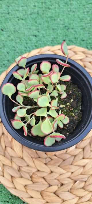 Sedum hylotelephium sieboldii