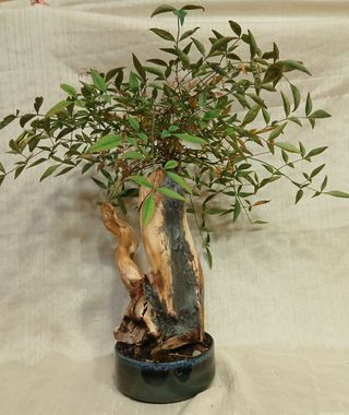 Bonsai Tanuki Nandina de  40 cm. OFERTA ESTE MES