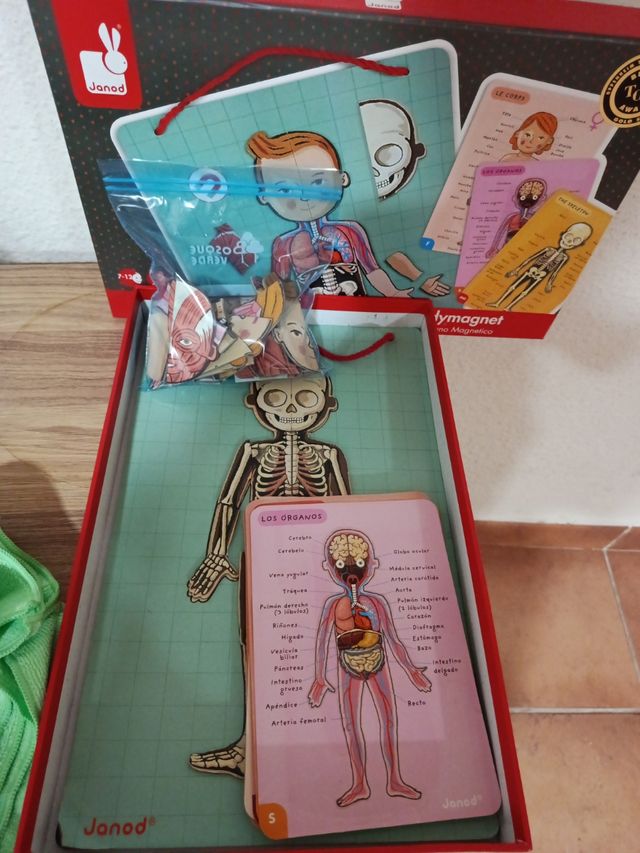 Puzzle magnetico per il corpo umano Janod