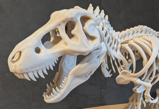 Scheletro T-Rex Modello Dinosauro Bianco 60x30