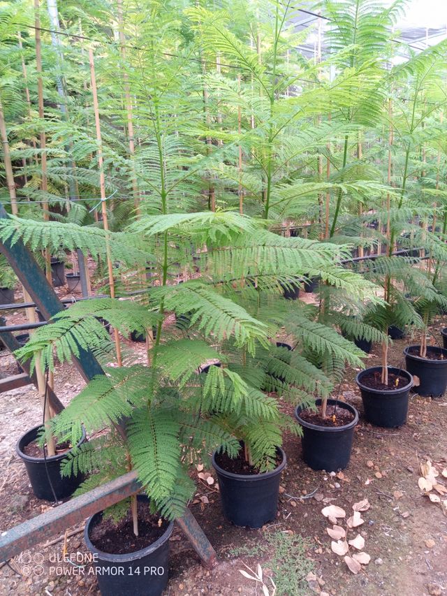 Jacaranda mimosifolia joven