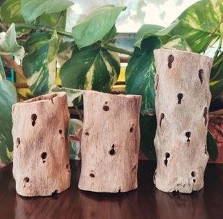 Raíz/tronco Madera cholla Decoración acuario/hogar