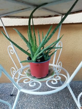 Planta Aloe Vera en maceta roja