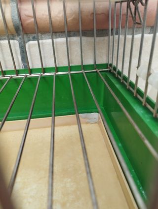 Jaula para loros 