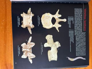 Atlas de Anatomía Humana Nielsen