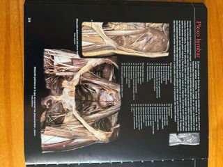 Atlas de Anatomía Humana Nielsen