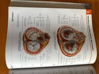 Atlas de anatomia humana Netter 